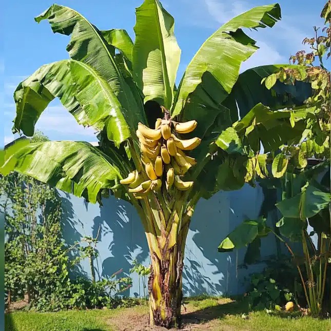 AmazingBugle's tweet image. 