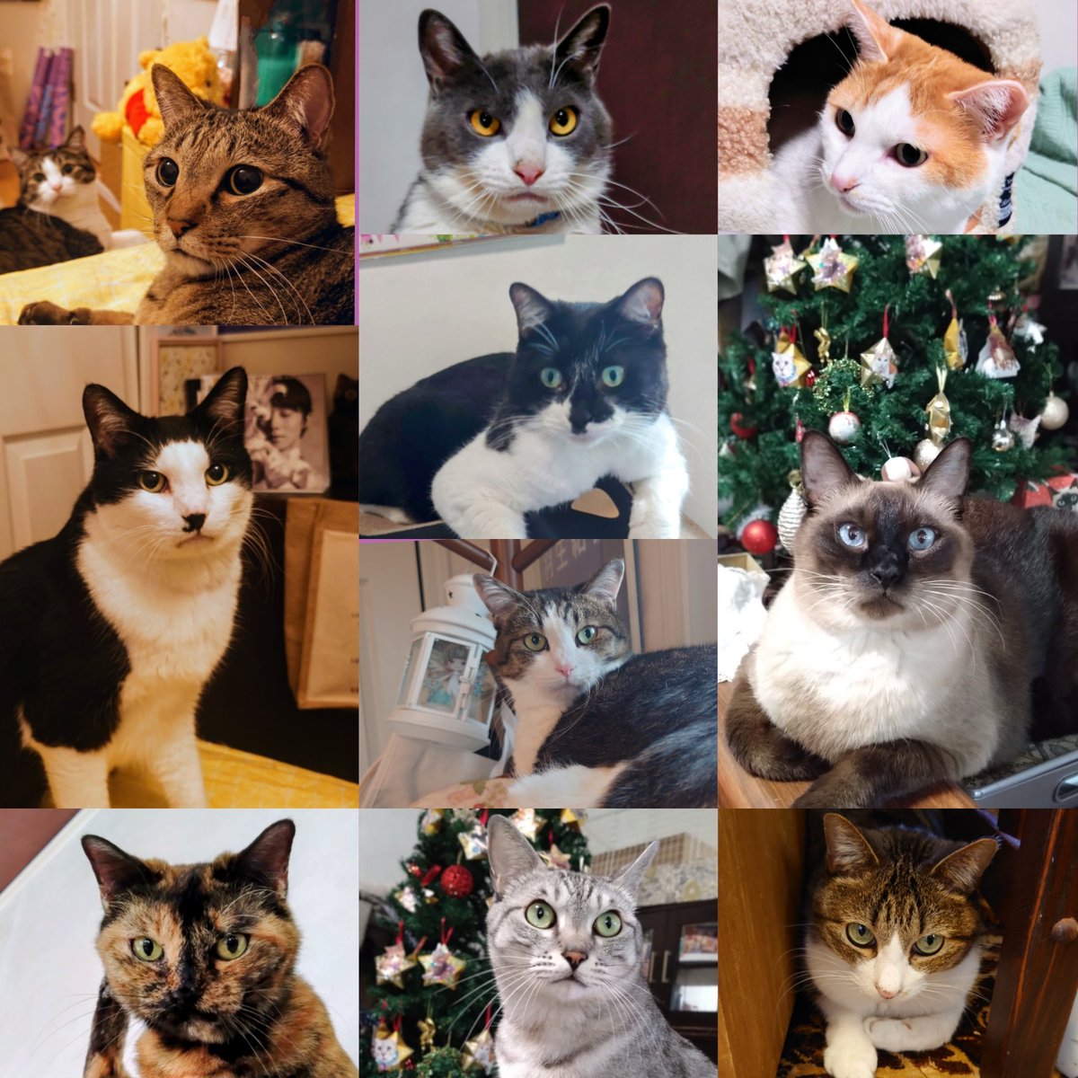 朔🐈断然猫派 (@sakurano1104) / Posts / X