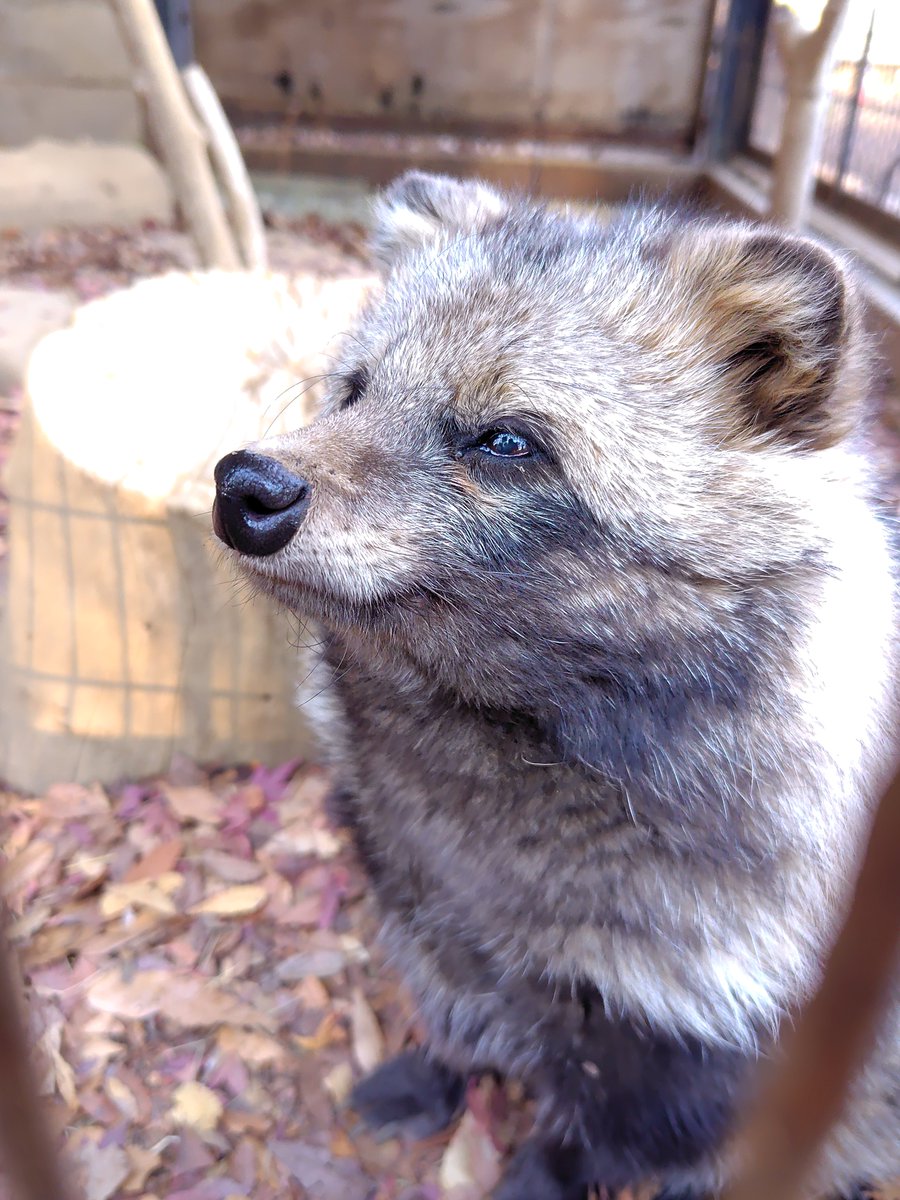 お年だまよりお年たぬ 高齢たぬきを大切にしよう！