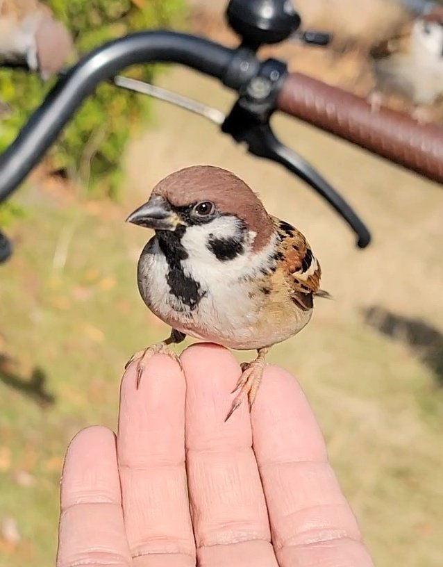 ピピピ (@pi_pipi33) / Posts / X