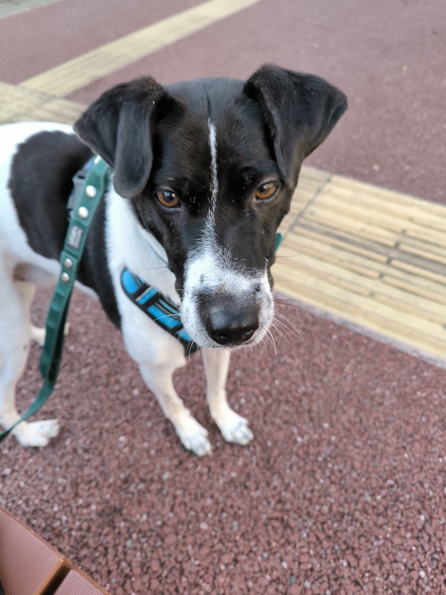 西日本シティ銀行の子犬はOliverみたいな白黒わん