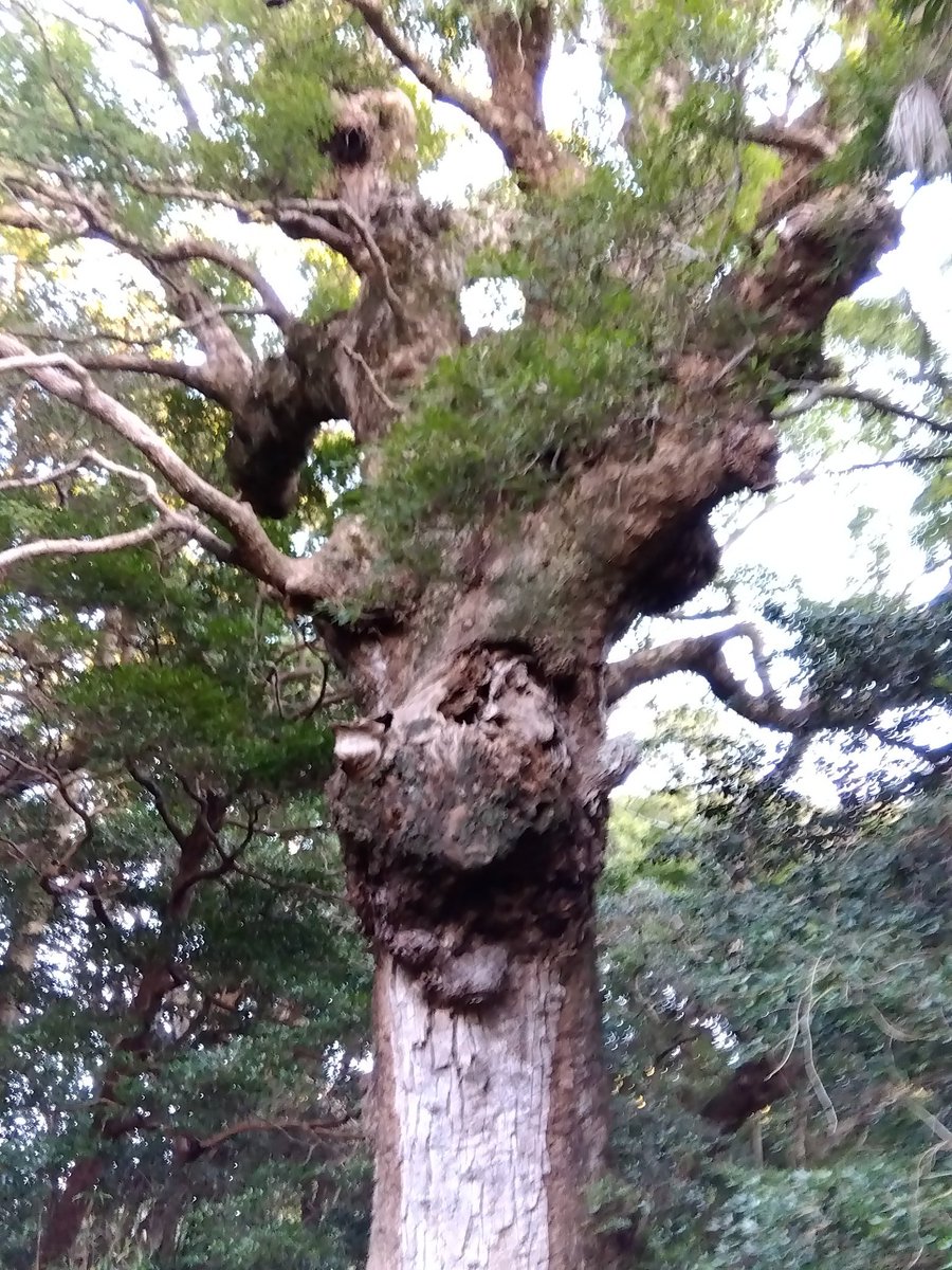 kouhei2708's tweet image. ⛩️新年明けましておめでとうございます。🙇
昨年沢山の方に御世話になりました。
また本年も宜しくお願い致します🙇
 #対馬　#多久頭魂神社　#初詣