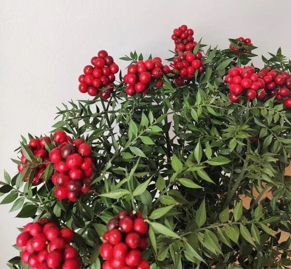 Bağcılar'da Kokina…
…
Ve bazen bir toplumun hangi yöne savrulduğunu anlamak için ideologlara değil, toptancılara bakmak yeterlidir.
…
timeturk.com/ismail-yurdsev…

#YeniYıl
#YeniYıl2026
#Yılbaşı