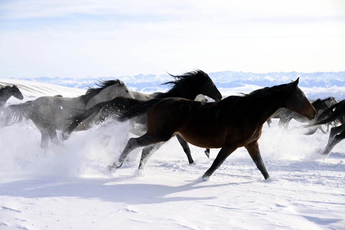 ChinaDaily's tweet photo. Witness the power of "Heavenly Horses Treading Snow" Zhaosu, #Xinjiang Uygur autonomous region! 🐎❄️ Herds gallop across vast #snowfields, with manes whipping as these horses kick up clouds of powder. Visitors can now saddle up and ride through this magical winter scene themselves. An unforgettable adventure! #horse #tourism #FunChina