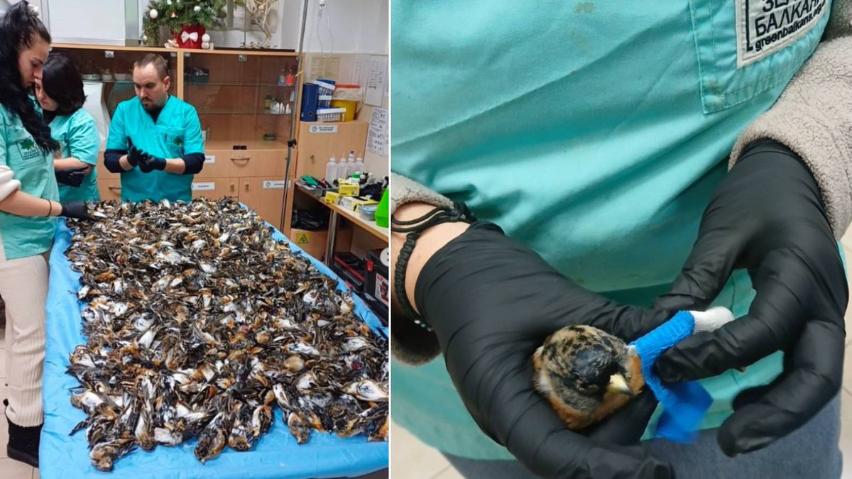 Havai fişek satışları yasaklansın!!!!
Bu gönderi havai fişek ve maytap gürültüleri altında yazılmıştır!!!!

İşte 2025 bilançosu!

Almanya'da yeni yıldaki havai fişek kazaları nedeniyle 5 kişi hayatını kaybetti.

Hollanda'da 1.162 kişi acil servislik oldu.

Amerika'da yaralanan