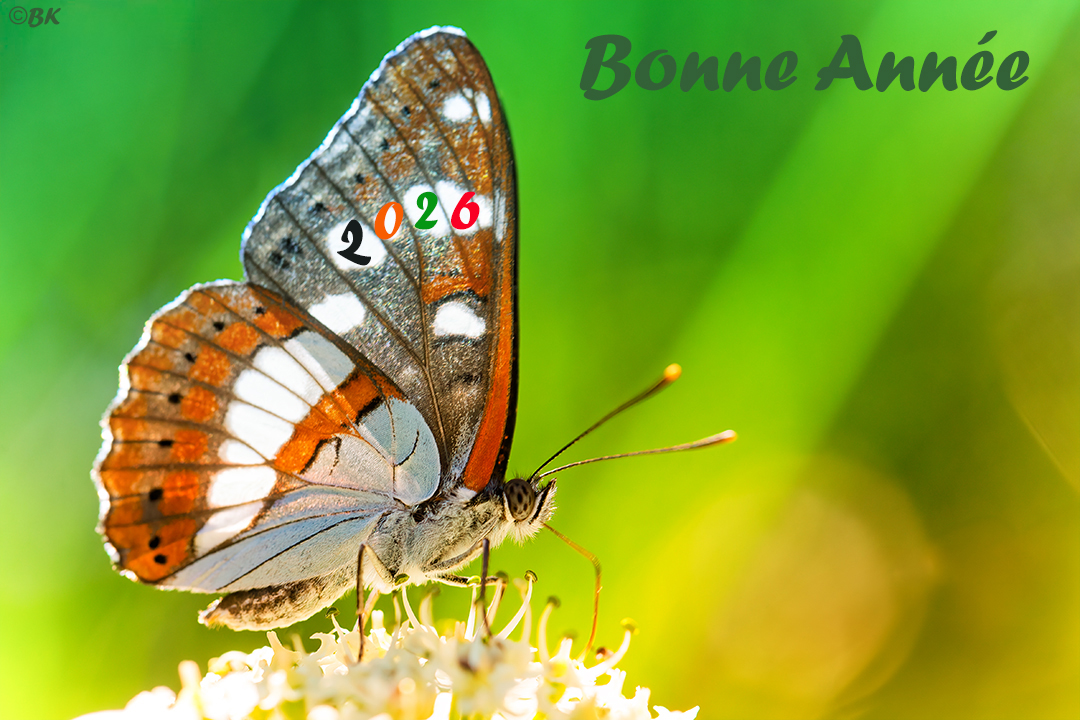 Kulik Bertrand tweet media