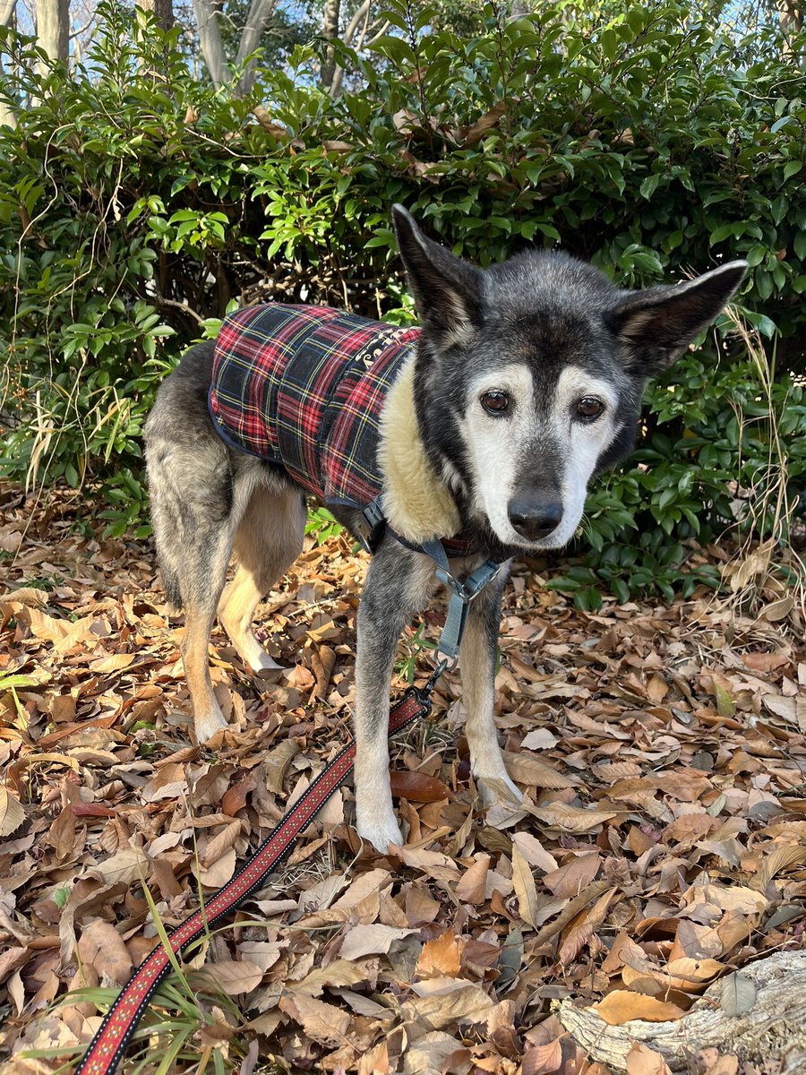 かぁる tweet media