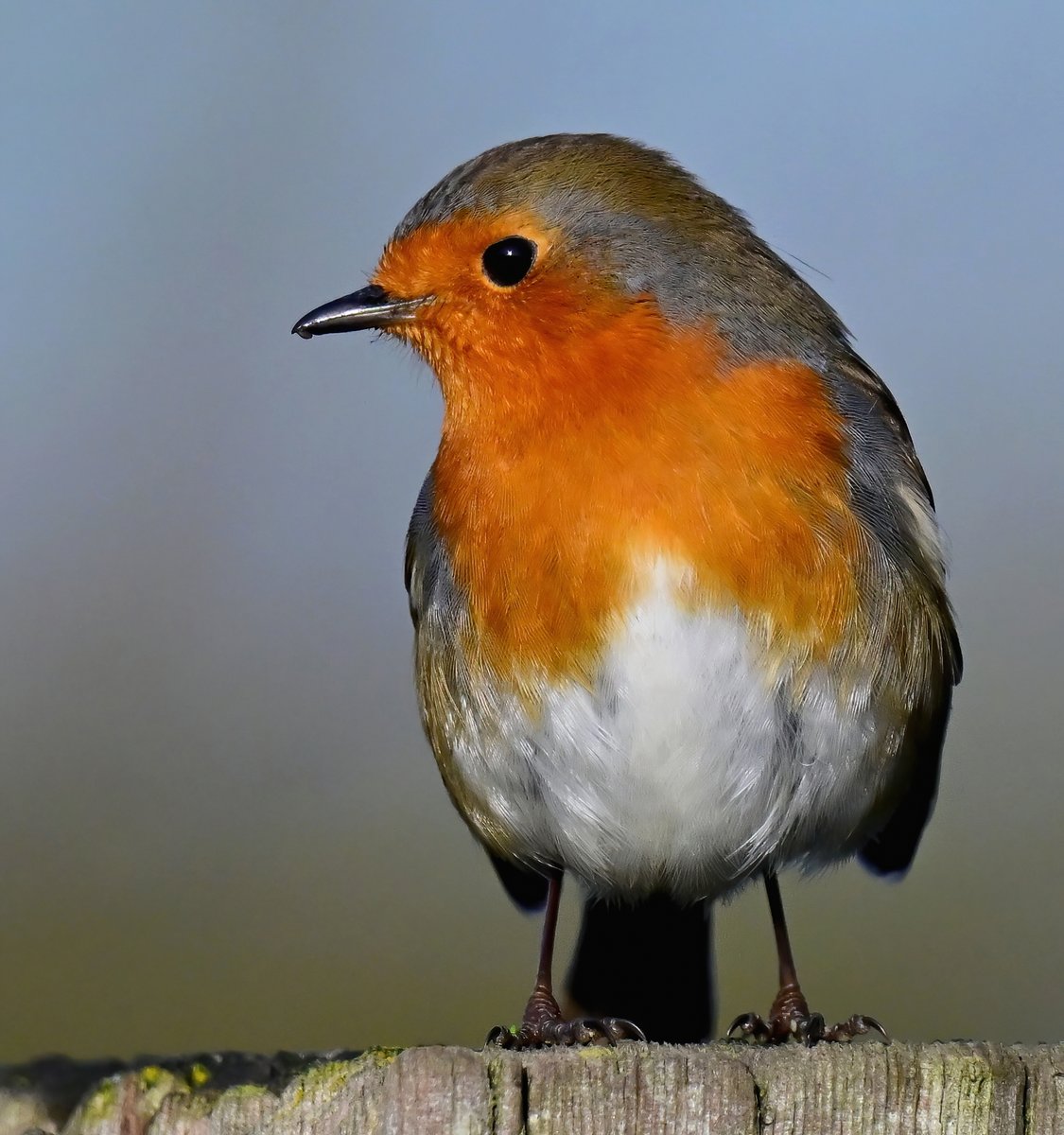 Good morning... and happy new year everyone! 😀🐦🎉
 Here's a recent Robin to start 2026 with. 😍🐦