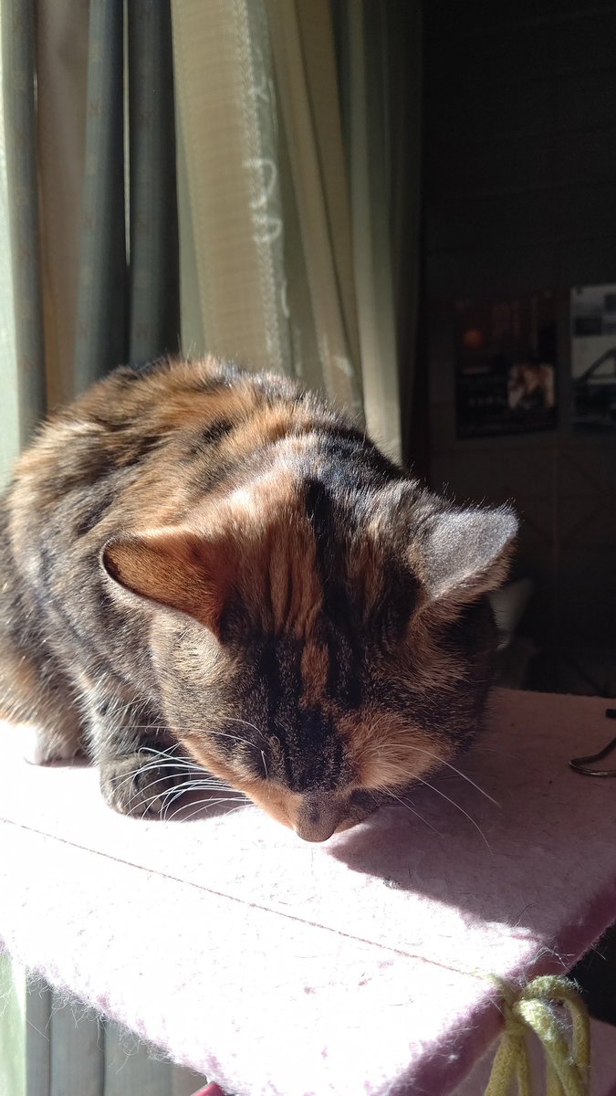 明けましておめでとうございます🎍
本年も 皆様が心安らかに過ごせますように🐾