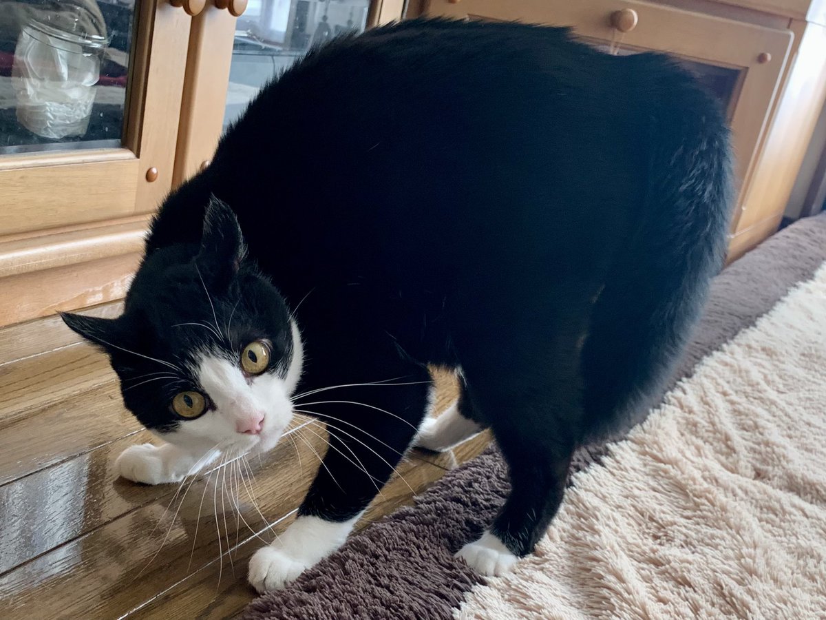 あけましておめでとうございます！ カツオさんは元日からやる気