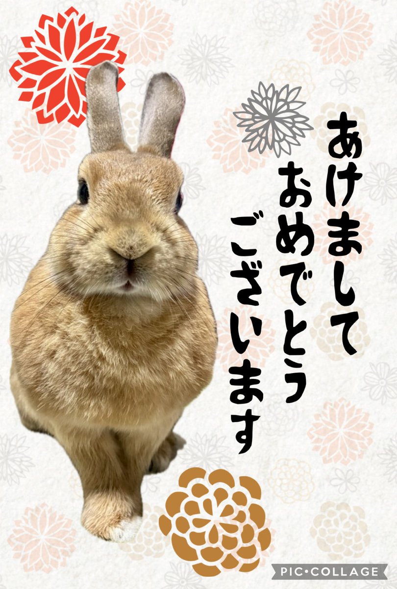 shoji_7's tweet photo. あけましておめでとうございます！🎍
昨年もうりを見守ってくれてありがとうございました。今年もよろしくお願いいたします🐰✨ https://t.co/xXtzNrlTo7
