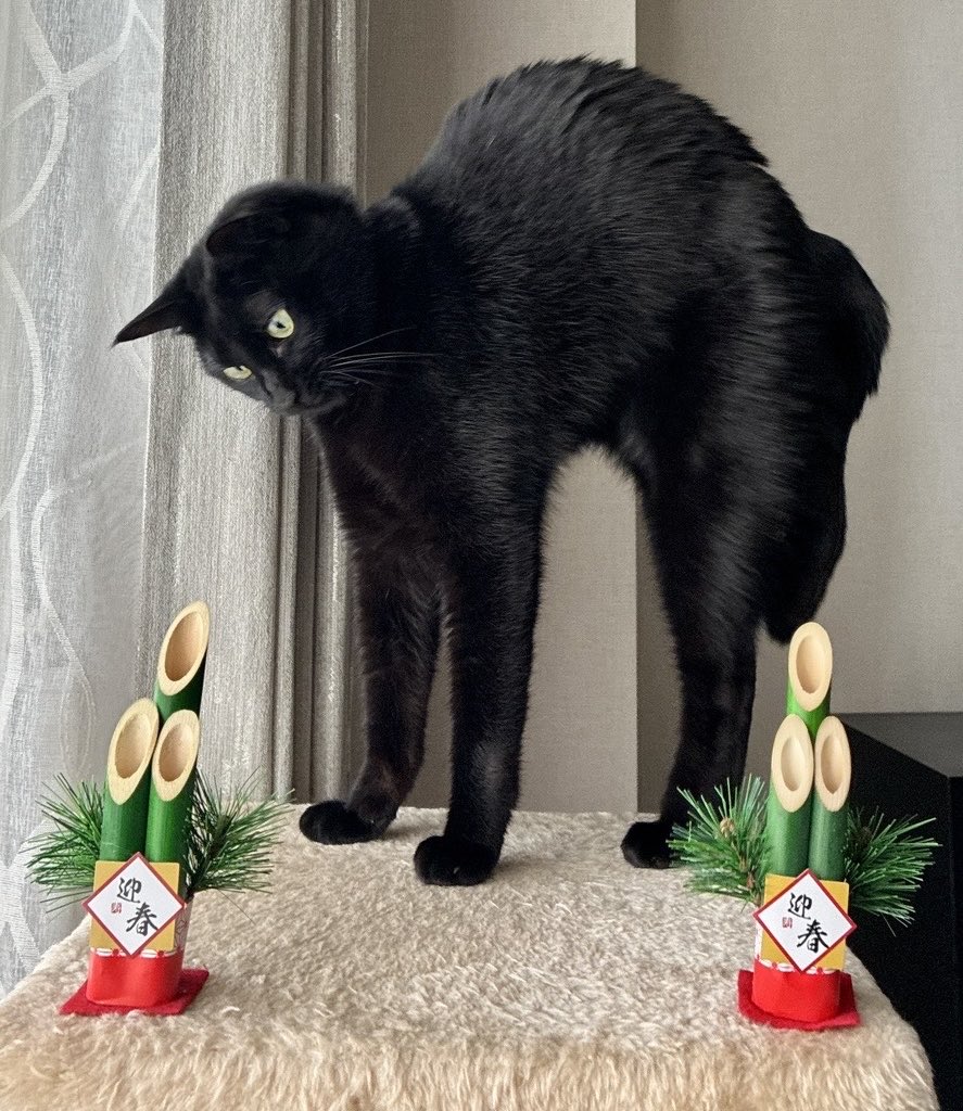 猫好きさん集まれー🐈🐈 Community on X - 20.8K Members