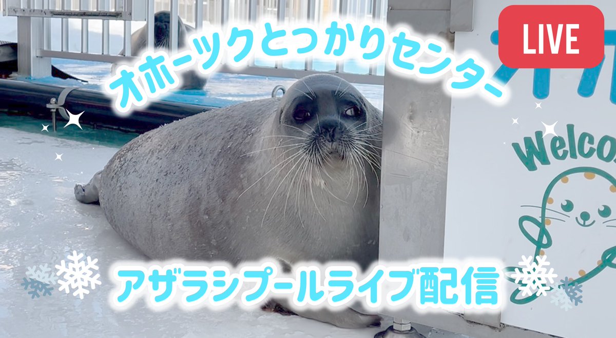 あざさん🦭あざらクリエイター (@phoca_studio) / Posts / X