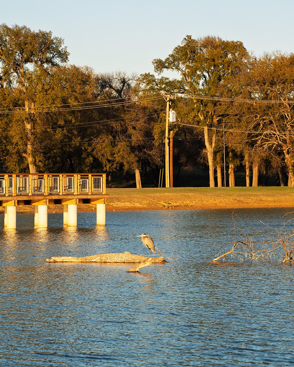 haltomcity's tweet image. 🐦 It’s National Bird Day!

Get outside and explore our parks and trails. You might spot cardinals, blue jays, and more feathered friends enjoying the day with you!

#NationalBirdDay #HaltomCity #GetOutside