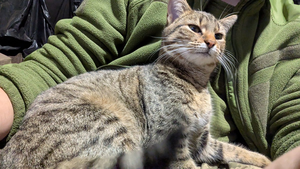 Злосний салопітек tweet media