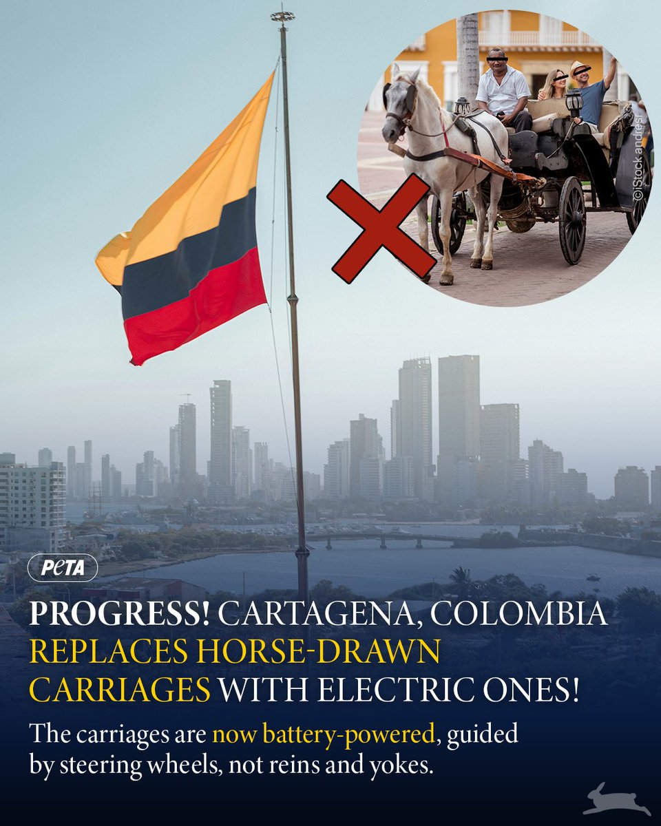 peta's tweet image. Years of advocacy for animals finally paid off in Cartagena, Colombia, where horses were long forced to work under dangerous and exhausting conditions. If Cartagena can ditch horse-drawn carriages, New York, it’s your turn.