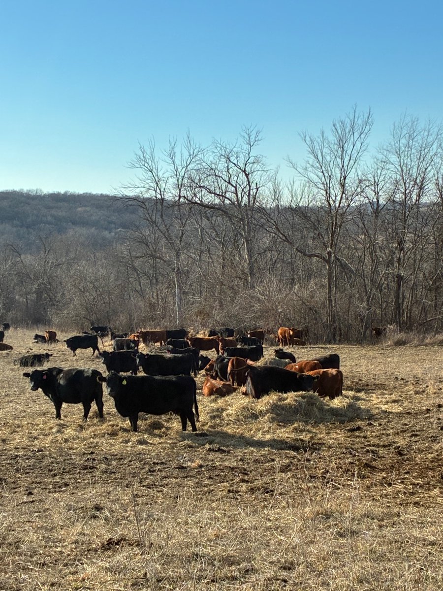 Redcowsforever's tweet image. Some happy southern Iowa cows on New Year’s Eve. Hope everyone has a safe and prosperous new year and may the Pendleton never run out.