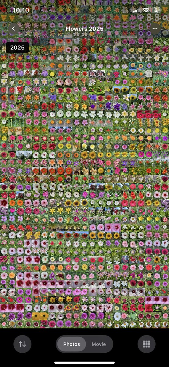 bintcrubbs's tweet photo. Every single flower related photo I took this year https://t.co/Kd4eJ0yjSk