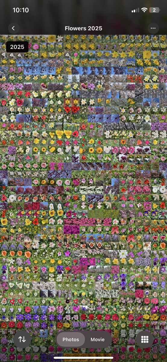 bintcrubbs's tweet photo. Every single flower related photo I took this year https://t.co/Kd4eJ0yjSk