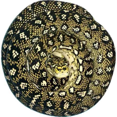 ca18sandboa's tweet photo. 明けましておめでとうございます🎍
本年も宜しくおねがいします😊 https://t.co/gd2ZhvYQmO