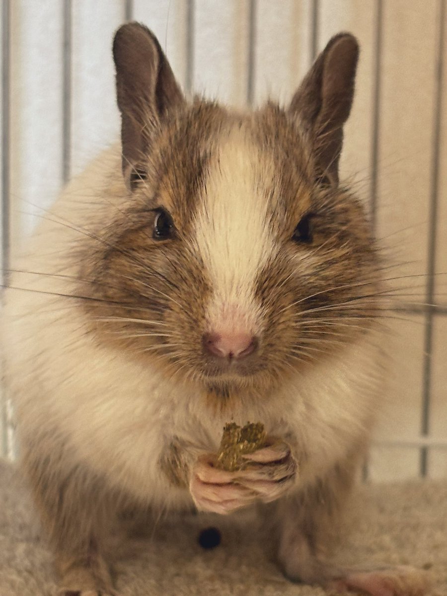 anzuio_'s tweet photo. あけおめ🐭 https://t.co/3mqGm87TCB