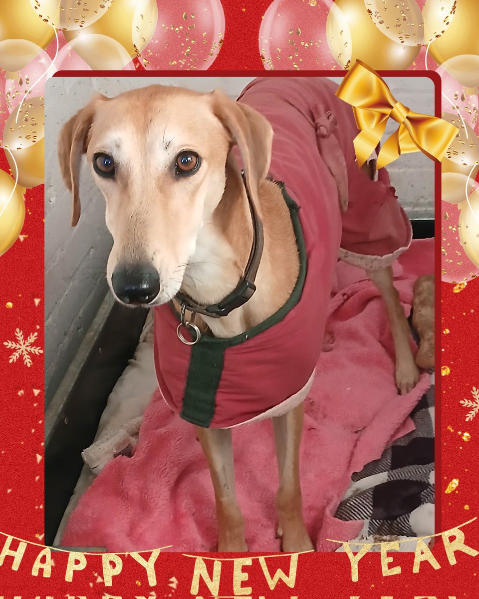 Whittingham Kennels - Retired Greyhounds Charity tweet media