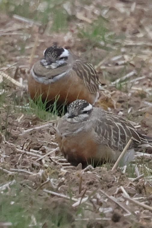 Favourite 4 birds of 2025 I wa lucky enough to see 
Red Footed Falcons, White Rumped Sandpipers, Dotterels and Woodchat Shrike
#TwitterNatureCommunity #birdwatching