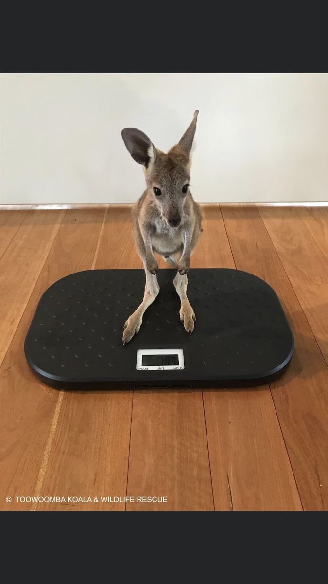 かんがるーくらふと (@kangaroo05211) / Posts / X