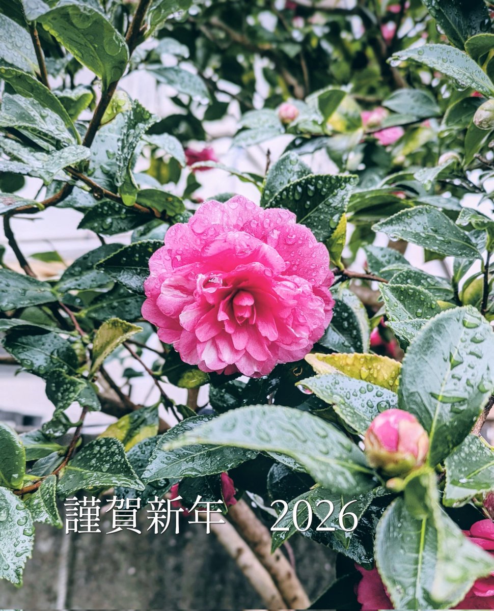 本年もどうぞ宜しくお願いします。