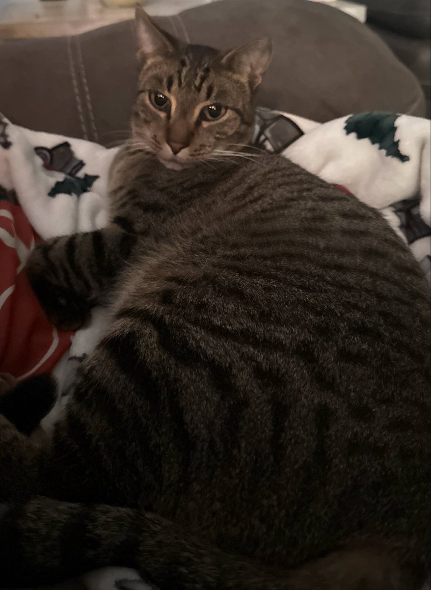 sunquartz1's tweet photo. @SqueaksDCorgeh squeaks i am offering my cat, release hi-09 and my life is yours (take your time but so excited to see it!) https://t.co/ISlfjLsFQi