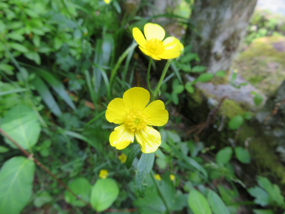 comiteeee's tweet image. あけましておめでとうございます🎍
今年もどうぞよろしくお願いします
画像は干支にちなんでウマノアシガタ、日本のラナンキュラスです