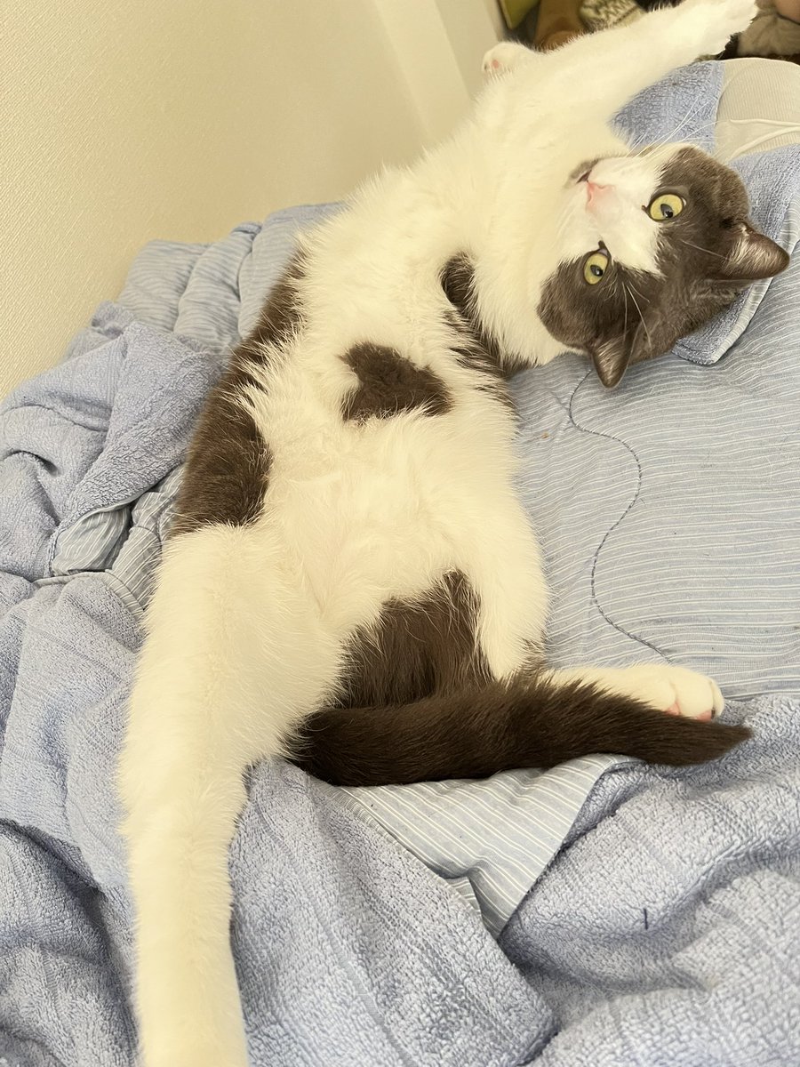 あけましておめでとうございます🎍
気がついたら2026年、なんとなく始まっていました。
昨夜20時くらいからの記憶がない…

「ことしも だいたい ねてると おもうけど
よろしくにゃ〜」（ぶんた）

今年もゆるっとよろしくお願いします。

 #謹賀新年2026  #新年のご挨拶  #2026年  #年末年始