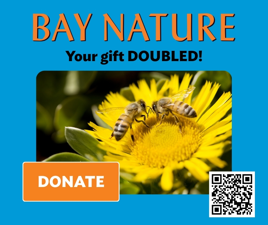Bay Nature magazine tweet media