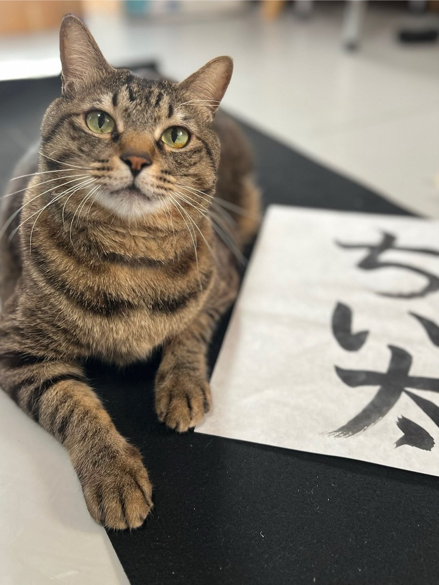 ただの猫好き (@chitakohaku) / Posts / X