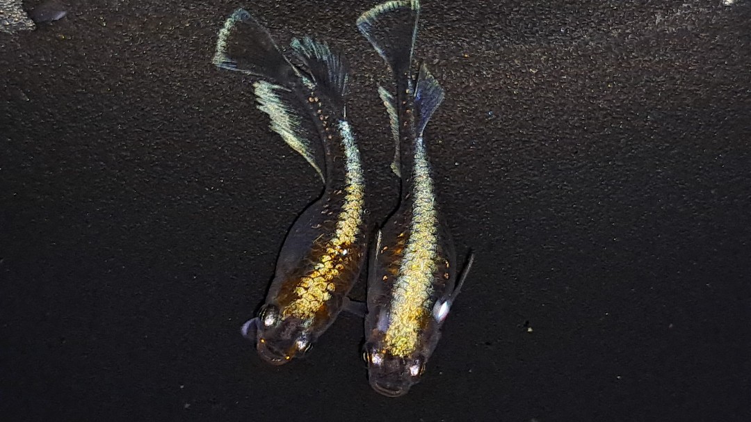 Kazumasa_aqua's tweet photo. 今年は飛躍の年になりますように✨
#メダカ #レッドクリフダーク #アクアリウム #medaka #ricefish https://t.co/bLjaxkMjL5