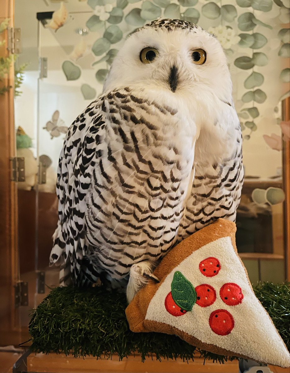 今日はピザで良くない？🍕