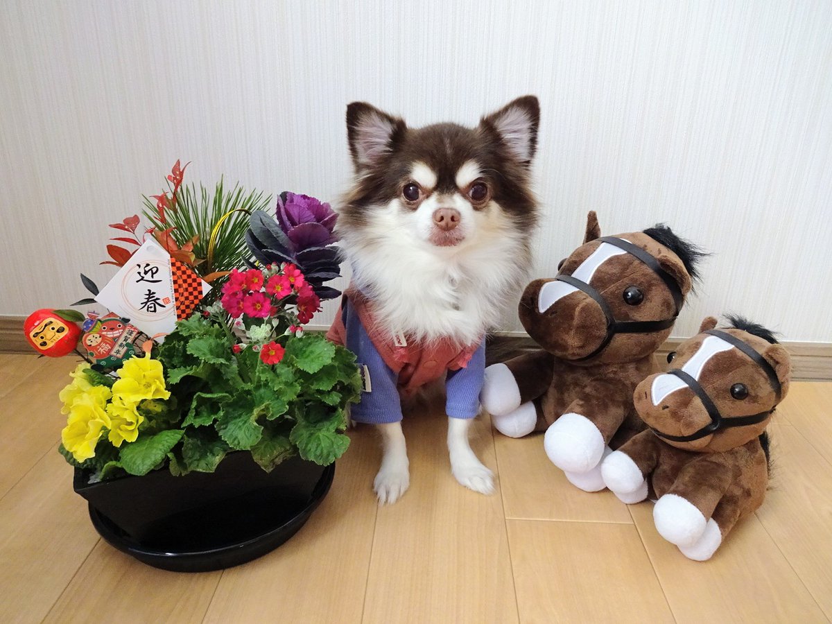 あけましておめでとうございます🐴✨
昨年は多くの方がつながってくださいました。
たくさんの「いいね」もありがとうございました。
とても励みになりました。
今年もどうぞよろしくお願いします💕

こむぎは、4月で10才になります。
月日が経つのは、ほんと早いです。
いつまでも元気でいてね🐶🐾🌷