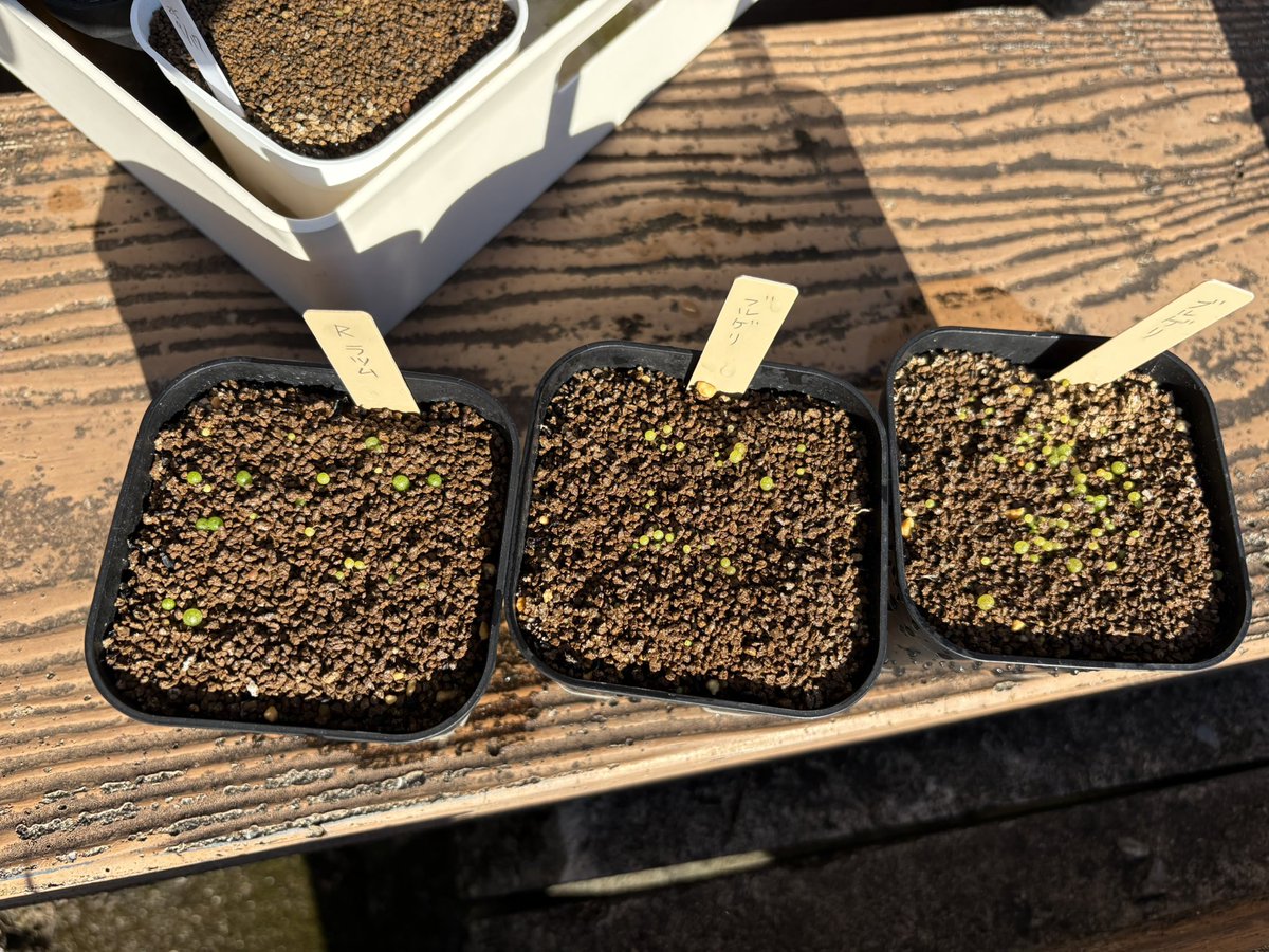 conocono (@Hiro_SUDO) / Posts / X