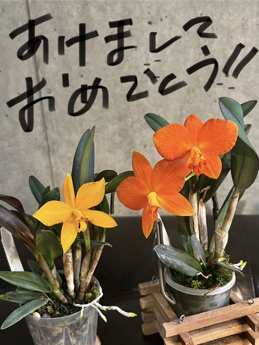 ちょっとずつ咲き始めたキャサリンロルケ。至らぬ点も多いですが、今年もよろしくお願いいたします🙇‍♂️

C.Kathrin Rollke