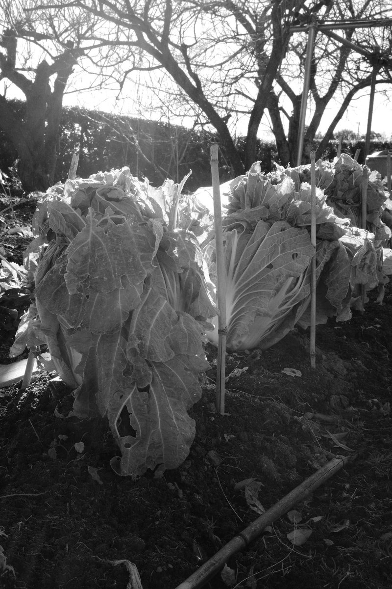 シンゴ (@shingo1228) / Posts / X