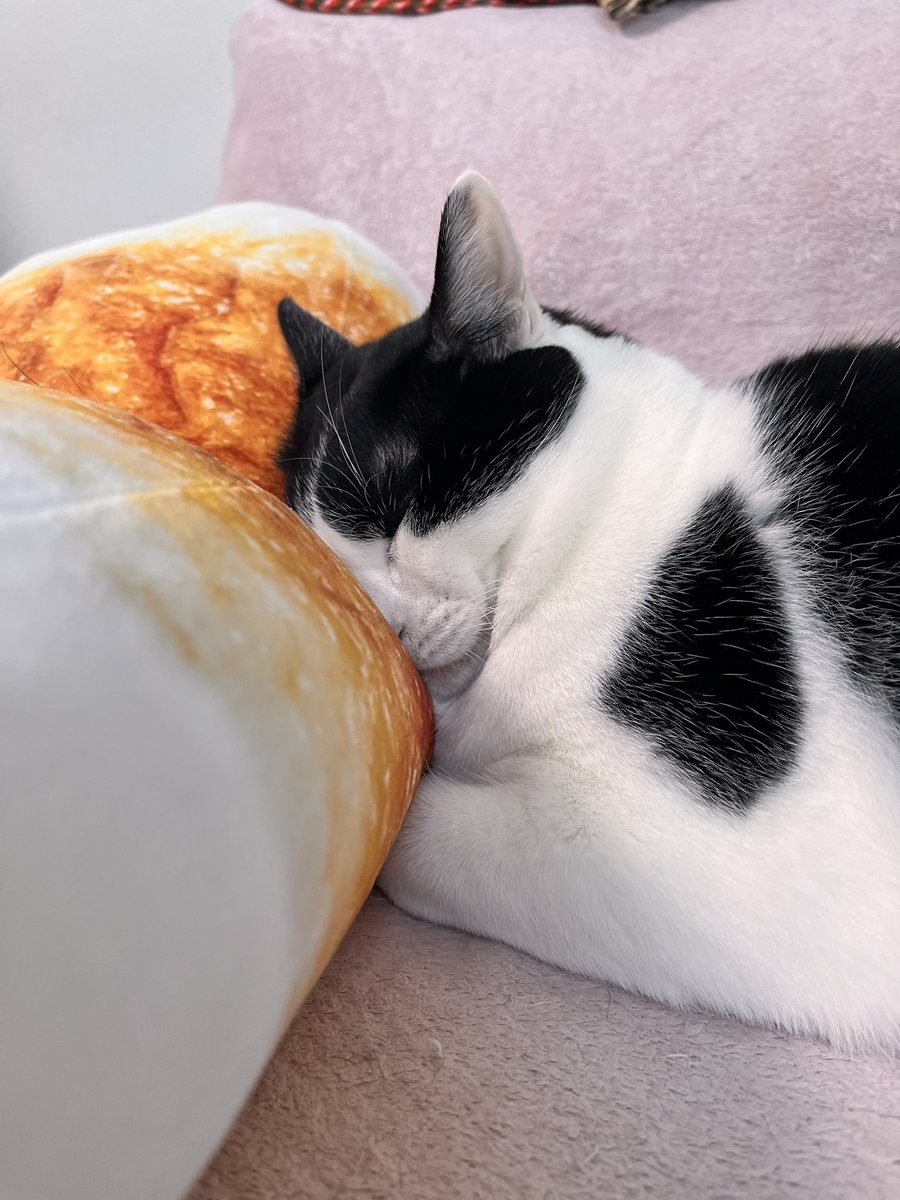 ねこじるしちくわ Post by ちょる on X: ちくわ