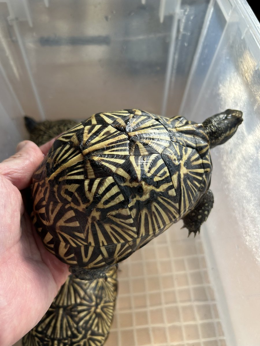 さとさと (@SatoSato_diary) / Posts and Replies / X