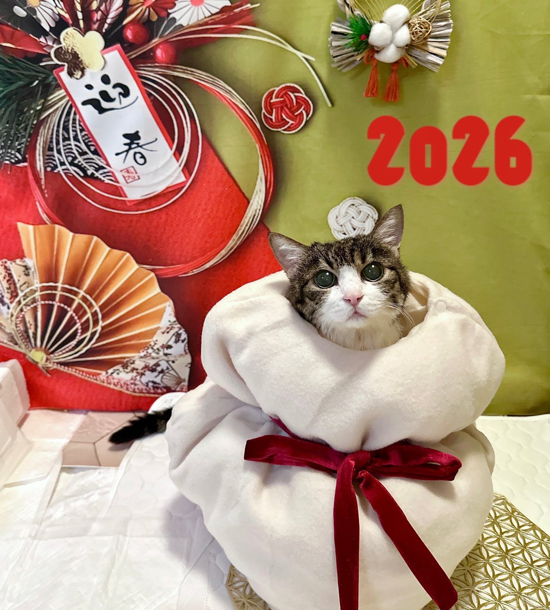 雛菊堂　タチムラシオリ様　ハリネズミちゃん 北島園芸さん】 ニチニチソウ 『ミラひみこ』 3.5寸POT