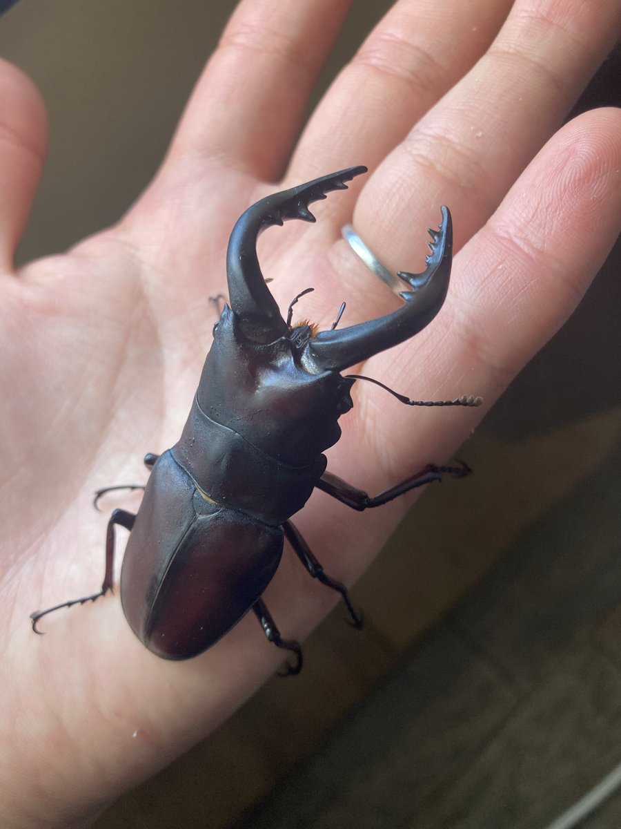 あけましておめでとうございます⛩️
今年は益々採集に行きにくくなるかもですが、細々と続けていきたいと思います。