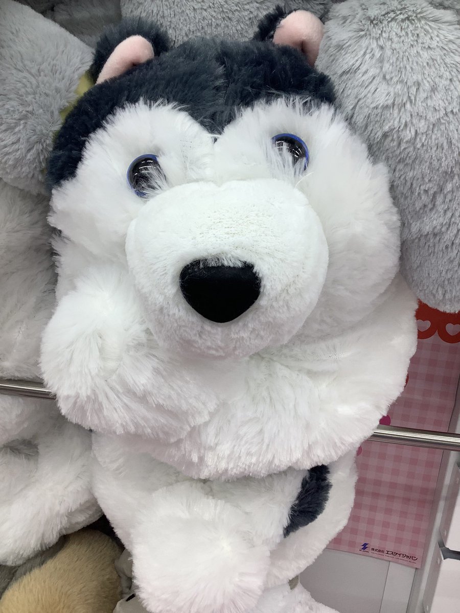 新景品です✨🎍 『くったりもふもふシベリアンハスキーウルトラBIG