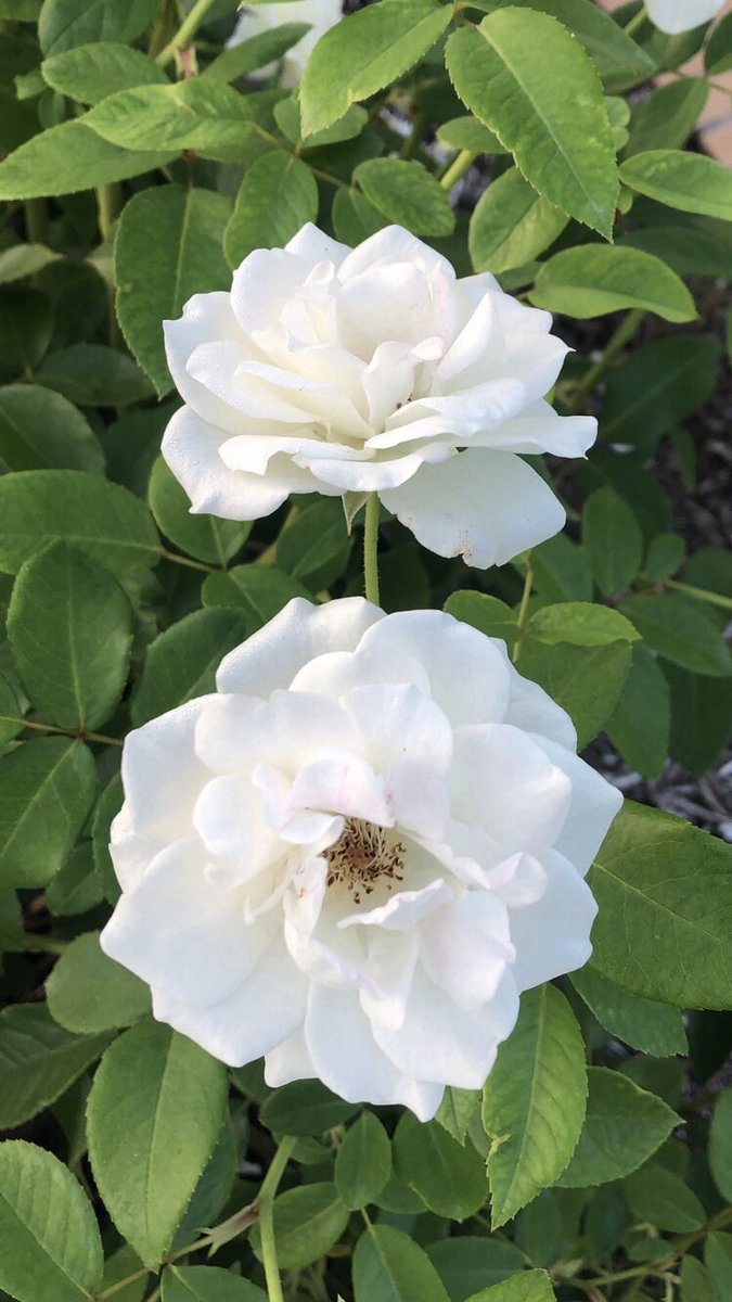 大和定寿 tweet media