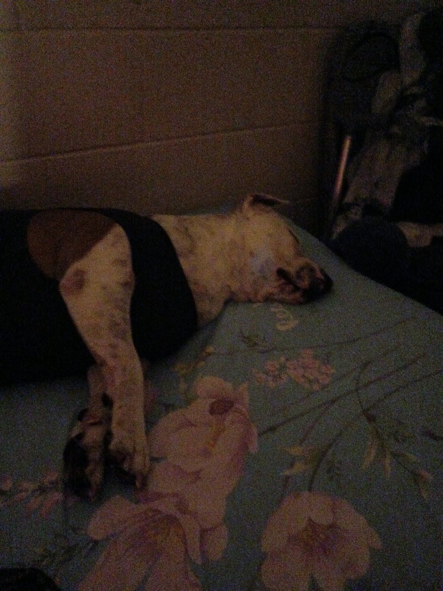 smartbea's tweet image. Termino el año con dos perros esterelizados, recién operados, uno recuperándose de un ACV Sajalito ya está caminando, y Levaná en recuperación, gracias a Dios no estamos de luto!❤️