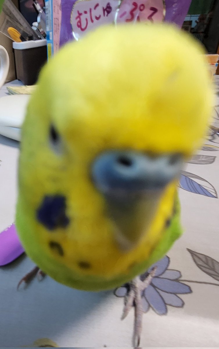 たらこ♡お得セール様 たらこ - 北海道ふるびら清水商店