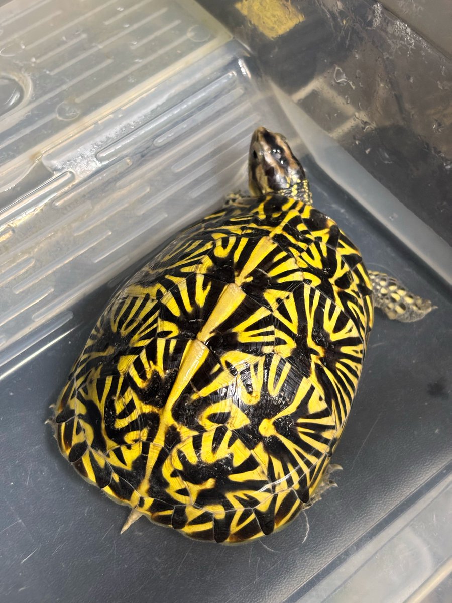 新年明けましておめでとうございます
🌅
今年もよろしくお願いします🎍
元旦もカメの世話！