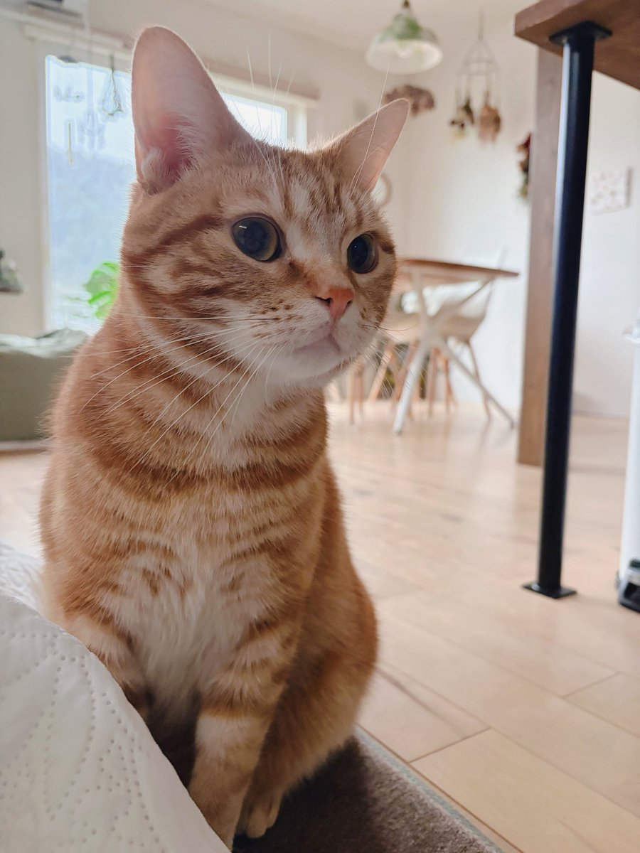 猫起床🐈
今年もわが家は猫年です。